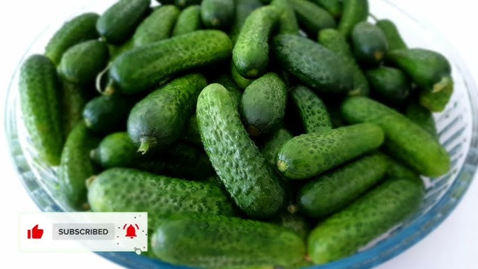 Cornichon geant-الخيار  المخلل  العملاق
