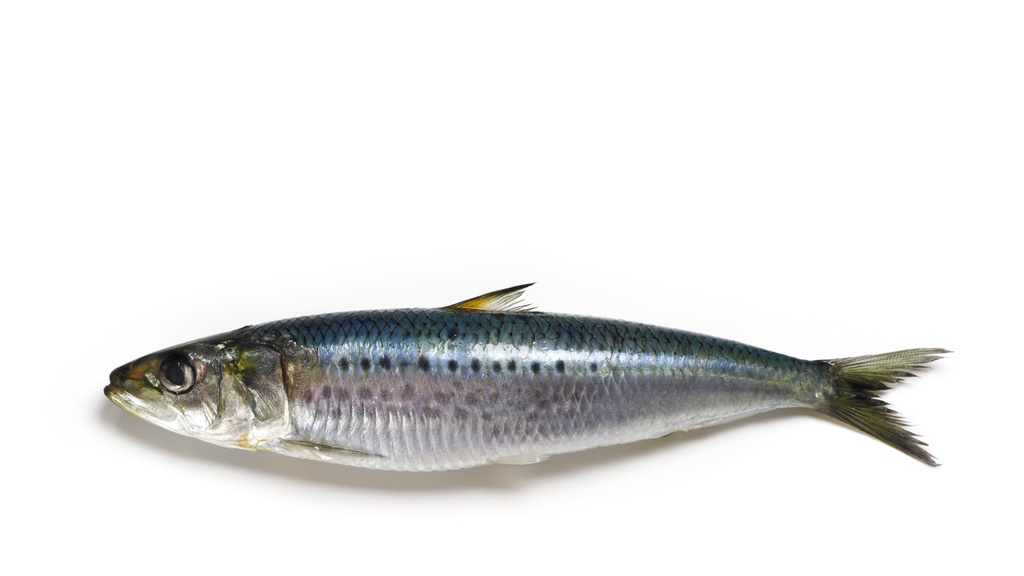 SARDINE (KG) - سمك السردين