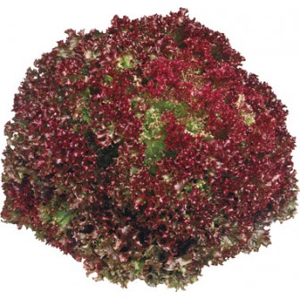 LAITUE LOLLO ROSSA (U) - خس لولو روسا