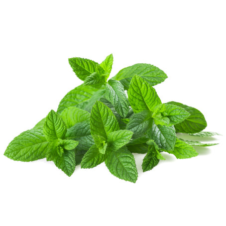 MENTHE (U) - النعناع