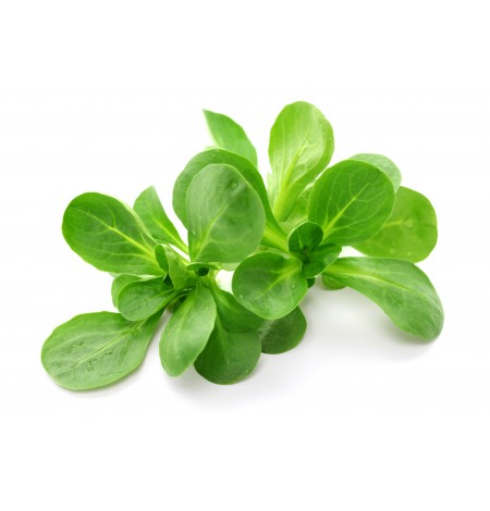 MACHE (U)-خس الضأن