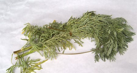 ABSINTHE (U)-الأفسنتين