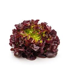 LAITUE FEUILLE DE CHENE ROUGE - الخس الأحمر - (U)