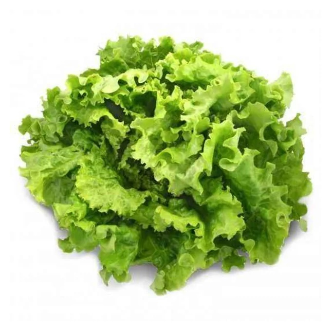 LAITUE BATAVIA (U)-الخس  الباتافيا