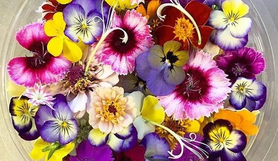 FLEUR COMESTIBLE - زهرة صالحة للأكل - (U)