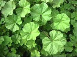 La Mauve (U)-الخبيزة