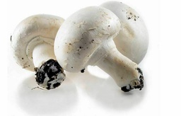 [2929001909656] CHAMPIGNON BLANC -فطر أبيض - (KG)
