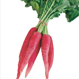 [2929854954377] RADIS GRAND (U)-الفجل  الكبير