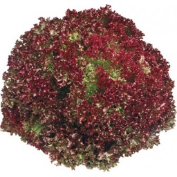 [2024127389426] LAITUE LOLLO ROSSA (U)-خس  لولو  روسا