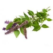 [2929712509886] MENTHE POULIOT (U)-النعناع  الفوليوت