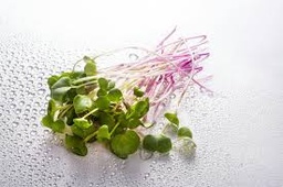 [2024574433994] MICRO HERBES - براعم صغيرة (U)