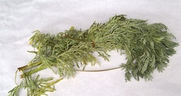 [2024873860460] ABSINTHE (U)-الأفسنتين