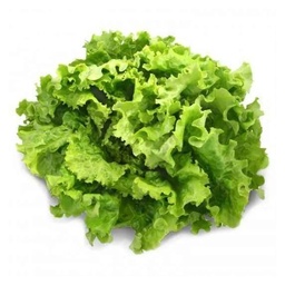 [2929815372165] LAITUE BATAVIA (U)-الخس  الباتافيا