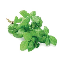 [2929845141342] BASILIC (U) الحبق